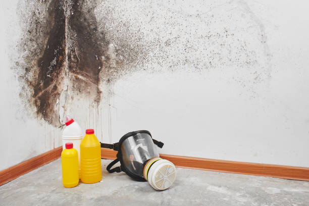 Best Attic Mold Removal  in Sidney, IL