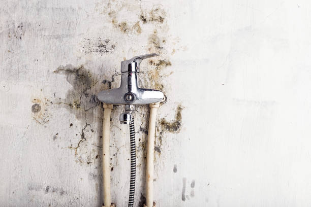 Office Mold Removal Services in Sidney, IL