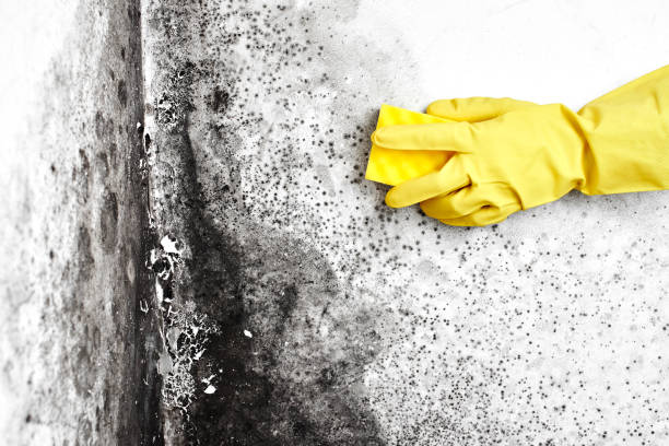 Best Same-Day Mold Removal  in Sidney, IL