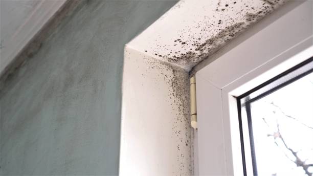 Best Professional Mold Removal  in Sidney, IL