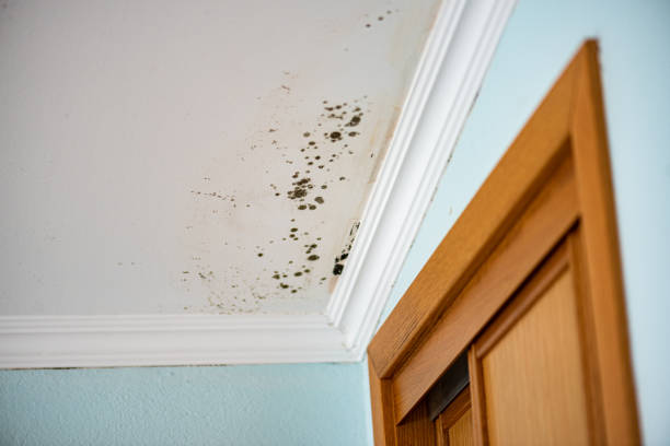 Best Emergency Mold Removal  in Sidney, IL