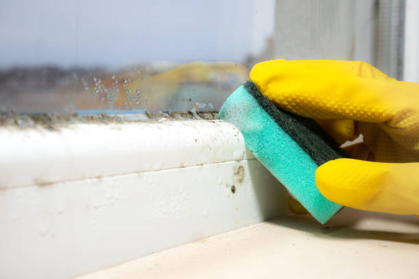 Best Local Mold Removal Service  in Sidney, IL