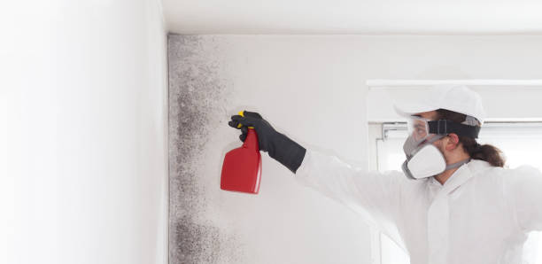 Best Home Mold Removal  in Sidney, IL