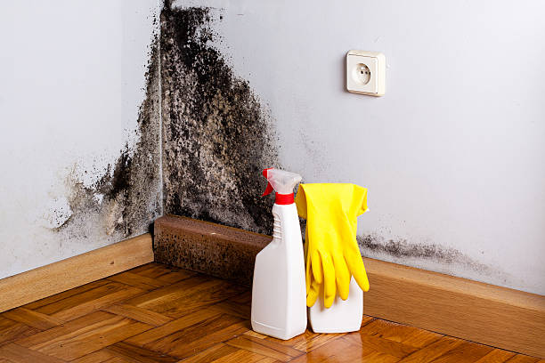 Best Certified Mold Removal  in Sidney, IL